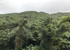 El Yunque Rain Forest. Photo by Sajyasingh.