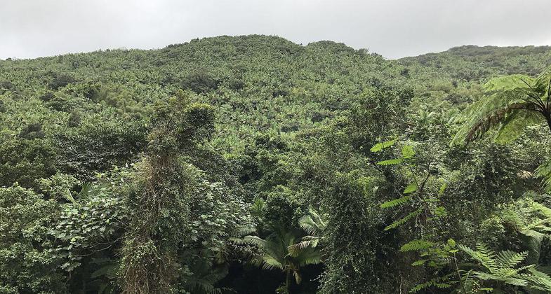 El Yunque Rain Forest. Photo by Sajyasingh.