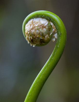 Giant tree fern fiddle. Photo by Jerry Bauer.