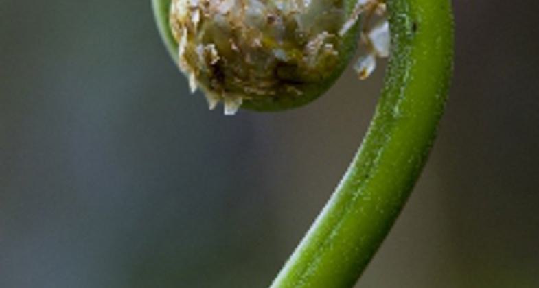 Palo Colorado tree. Photo by Jerry Bauer.