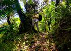 Hiker looking at Palo Colorado, El Yunque National Forest, Puerto Rico -Photo by Jerry Bauer.
