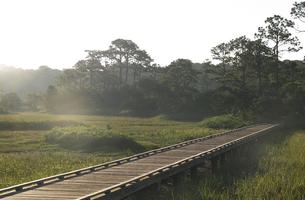 Marsh Boardwalk