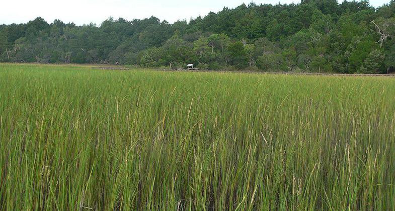 Sewee Shell Ring, located south of Awendaw, South Carolina in Francis Marion National Forest. Photo by Ammodramus/wiki.