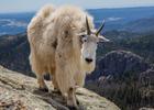Harney Peak mountain goat along the Lost Cabin National Recreation Trail in the Black Hills of South Dakota; photo by Chris Barn.