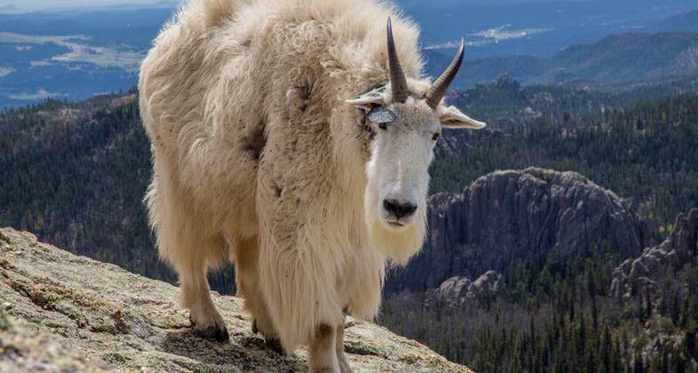 Harney Peak mountain goat along the Lost Cabin National Recreation Trail in the Black Hills of South Dakota; photo by Chris Barn.