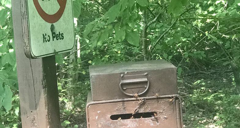 Namesake Hickories. Photo by Andrew McDonagh.