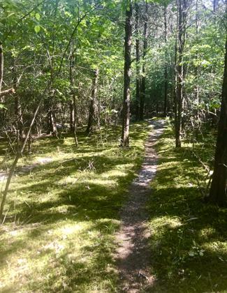 Skinny Trail through Understory. Photo by Andrew McDonagh.