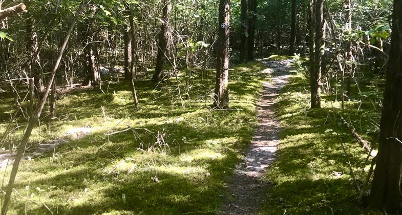 Trail along edge of property. Photo by Andrew McDonagh.