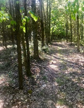 Trail along edge of property. Photo by Andrew McDonagh.