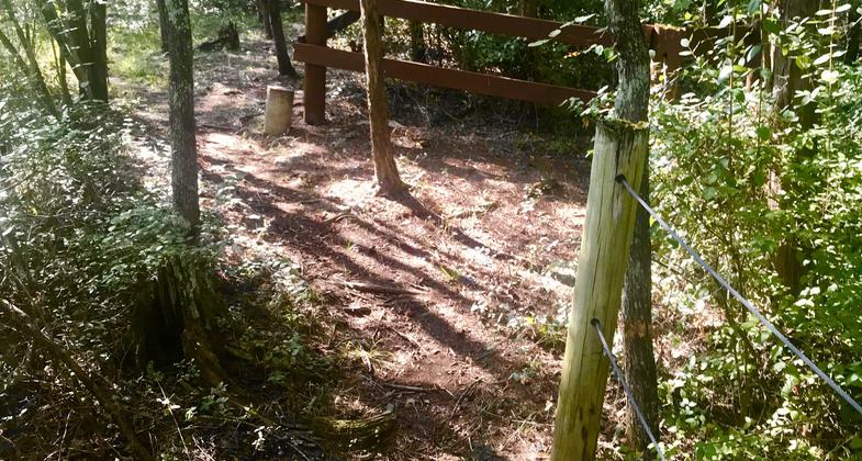 Skinny Trail through Understory. Photo by Andrew McDonagh.