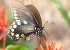 Giant Swallowtail Butterfly feeding on orange trumpet flowers. Photo by Mikaela May.