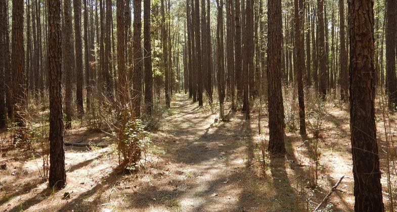 Lone Star Hiking Trail - Trailhead 1