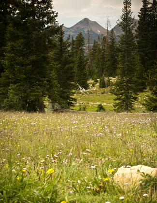 Looking to unknown peak from trail. Photo by Allen Phelps.