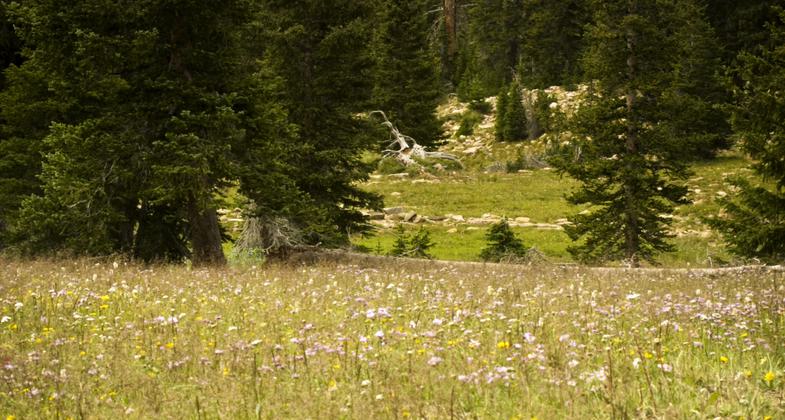 Overlook from trail in the basin. Photo by Allen Phelps.