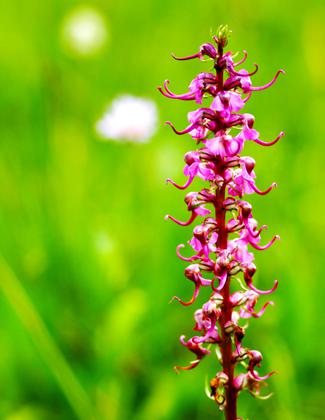 Flora near trailhead. Photo by Sherrae Phelps.