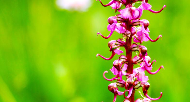 Photo by Sherrae Phelps.