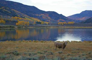 Lakeshore - Utah