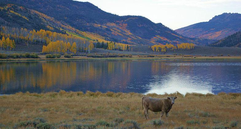 Widgeon Bay on Fishlake. Photo by Scenic25 wiki.