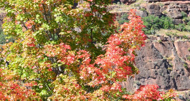 Fall colors at the Skyline-Big John Flat Trailhead. Photo by USDA Forest Service.