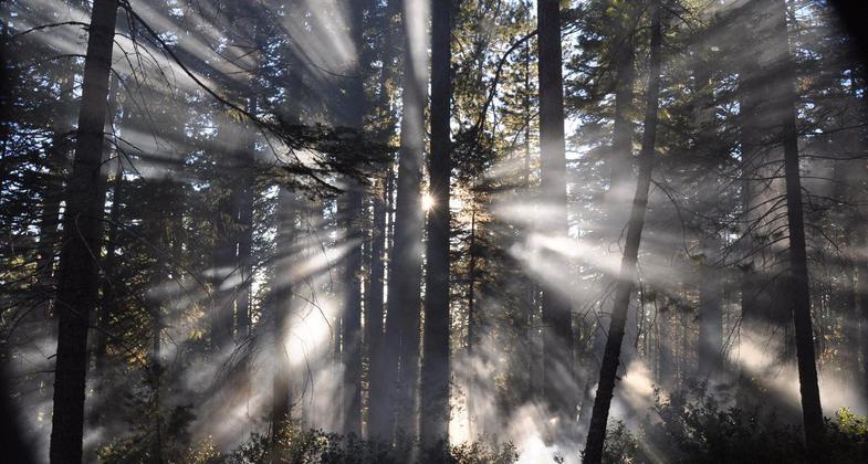 Smoke filters thru trees during a prescribed burn. Photo by USFS.