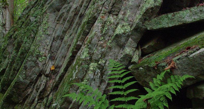 Yellow Slug Moth caterpillar. Photo by Marty Silver.