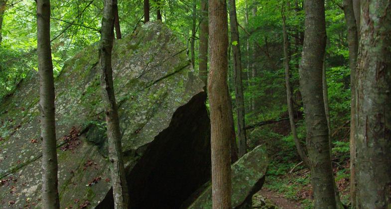 Fern amidst rock layers. Photo by Marty Silver.
