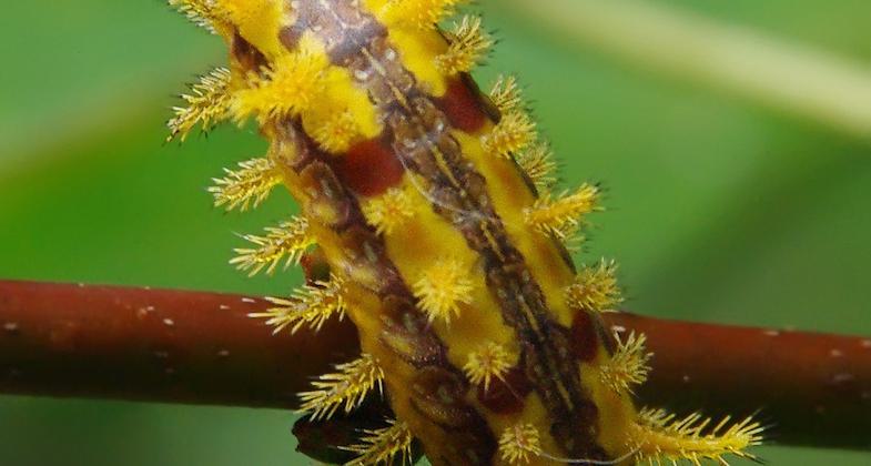 Twin Boletes. Photo by Marty Silver.