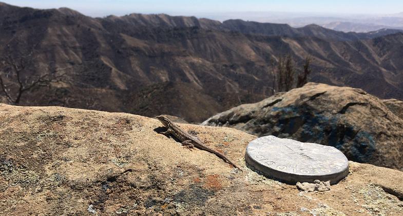 A lizards view from Kreyenhagen Peak. Photo by Adam Wilde.
