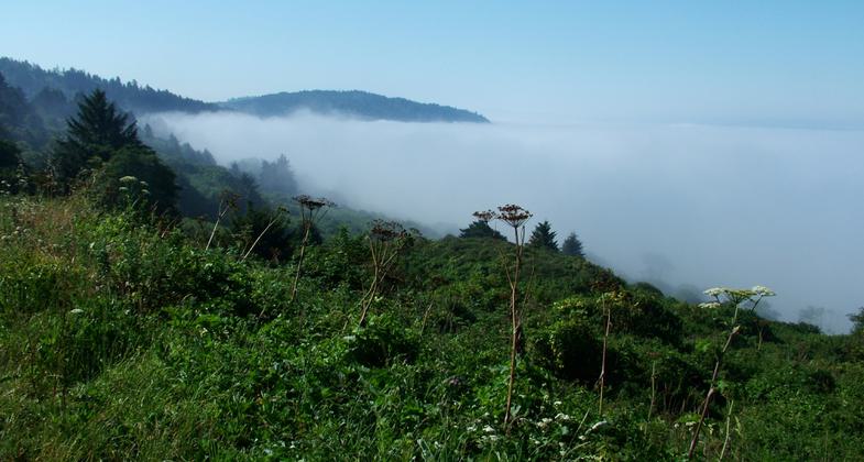 Hidden Beach covered by fog. Photo by National Park Service.