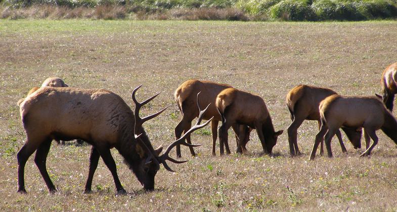 Bull elk grazing on meadow. Photo by National Park Service.