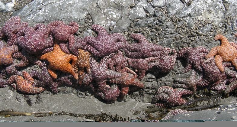 Orange and purple sea stars on rock in tidepool. Photo by National Park Service.