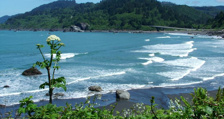 Cow parsnip, False Klamath Cove, and U.S. 101 as seen from Yurok Loop Trail. Photo by National Park Service.