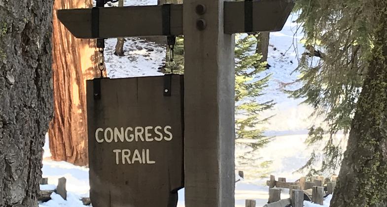 Groves of Sequoias along the trail. Photo by Pam Riches.