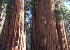 Groves of Sequoias along the trail. Photo by Pam Riches.