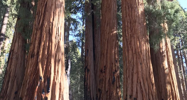 Groves of Sequoias along the trail. Photo by Pam Riches.