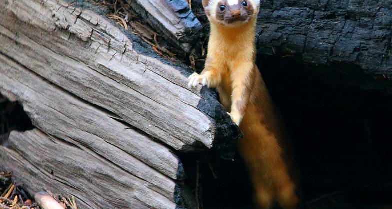 Long-tailed weasel near the House Group on the Congress Trail. Photo by I-Ting Chiang.