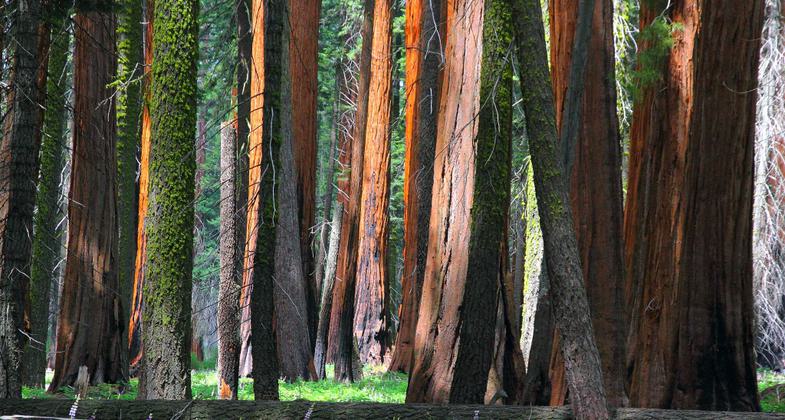 Giant Sequoias on the Congress Trail in Sequoia National Park. Photo by I-Ting Chiang.