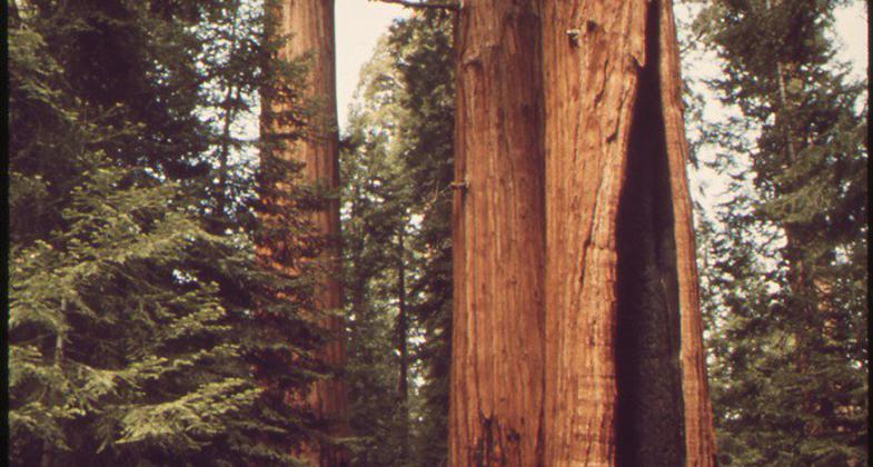 Giant Sequoias on the Congress Trail in Sequoia National Park. Photo by I-Ting Chiang.