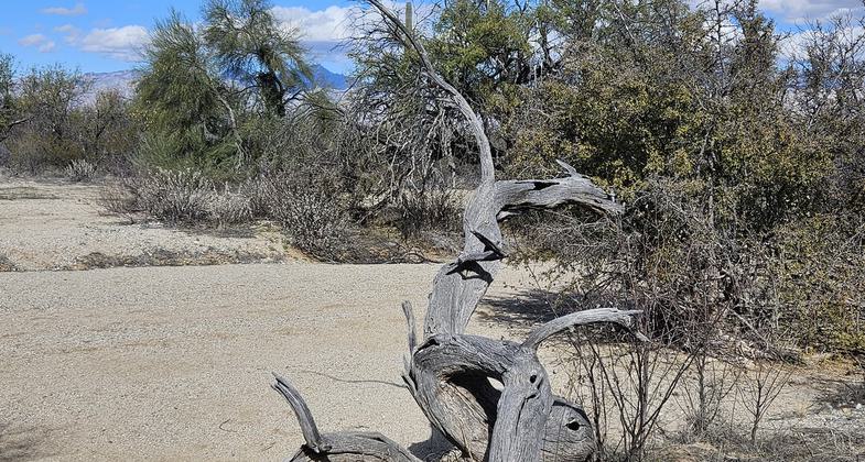 This is one of the two dog-friendly trails in Saguaro NP South. Sue and Callie show the height of this Saguaro.