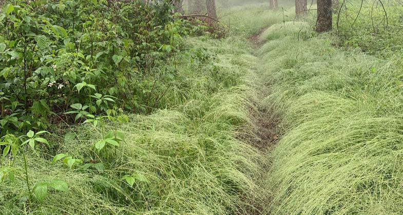 Trail Guides on the Shut-In. Photo by Tara Malone.