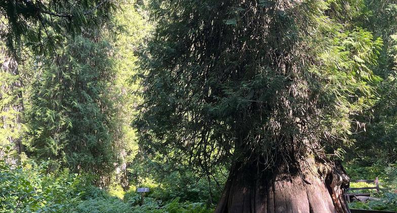 Wendy and Josie. Josie looks pretty small compared to the tree!