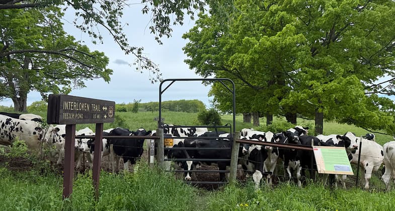 Trail enters a cow pasture. Photo by Patricia Ellis