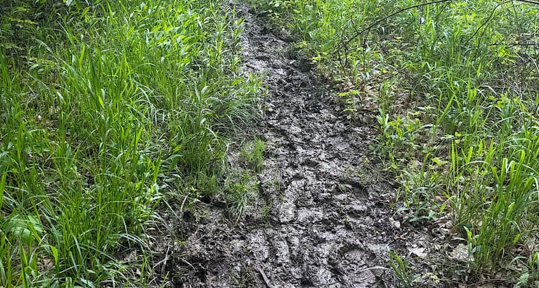 Trail enters a cow pasture. Photo by Patricia Ellis