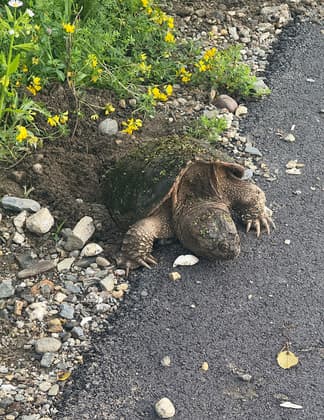 Turtle laying eggs