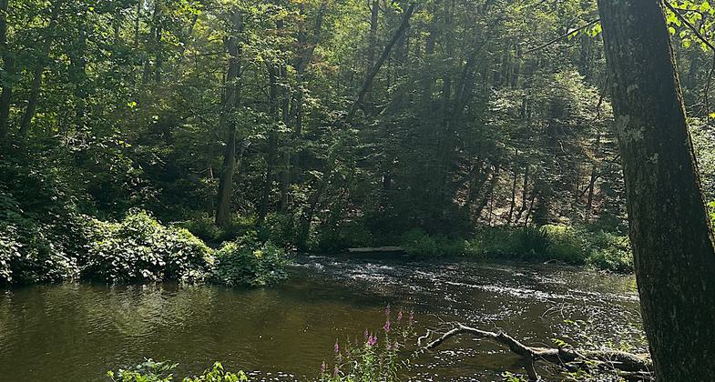 White Trail at Mills-Norrie SP. Photo by Trish Ellis