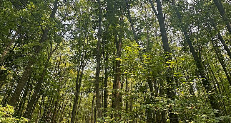 Bench on Red Trail, Hopeland Area