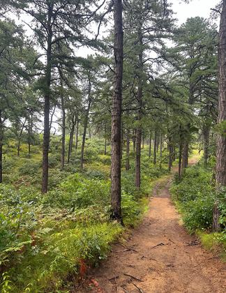 Photo by Trish Ellis