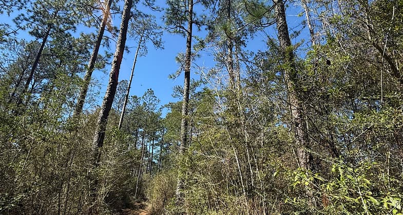 photo by Trish Ellis