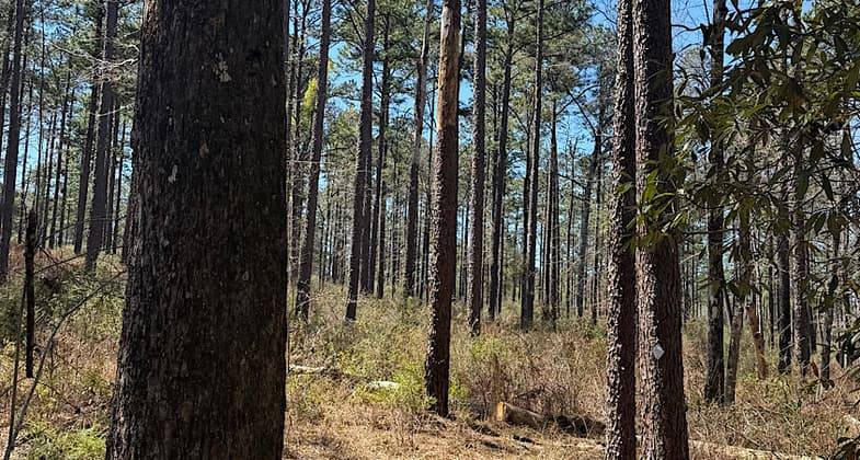 photo by Trish Ellis