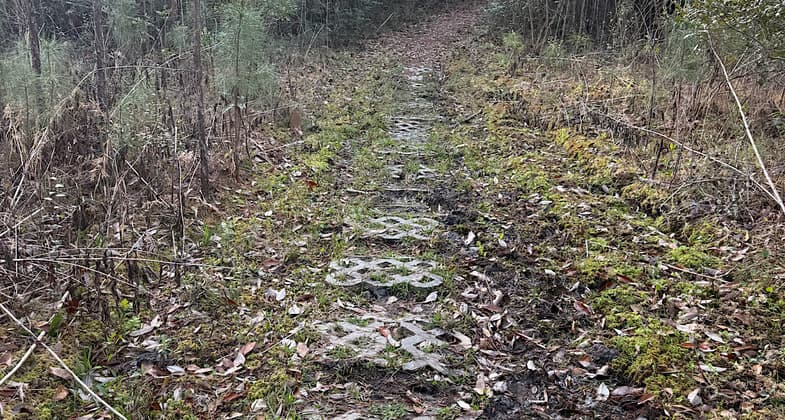 Trail covered in pine straw. Photo by Trey Cranford.